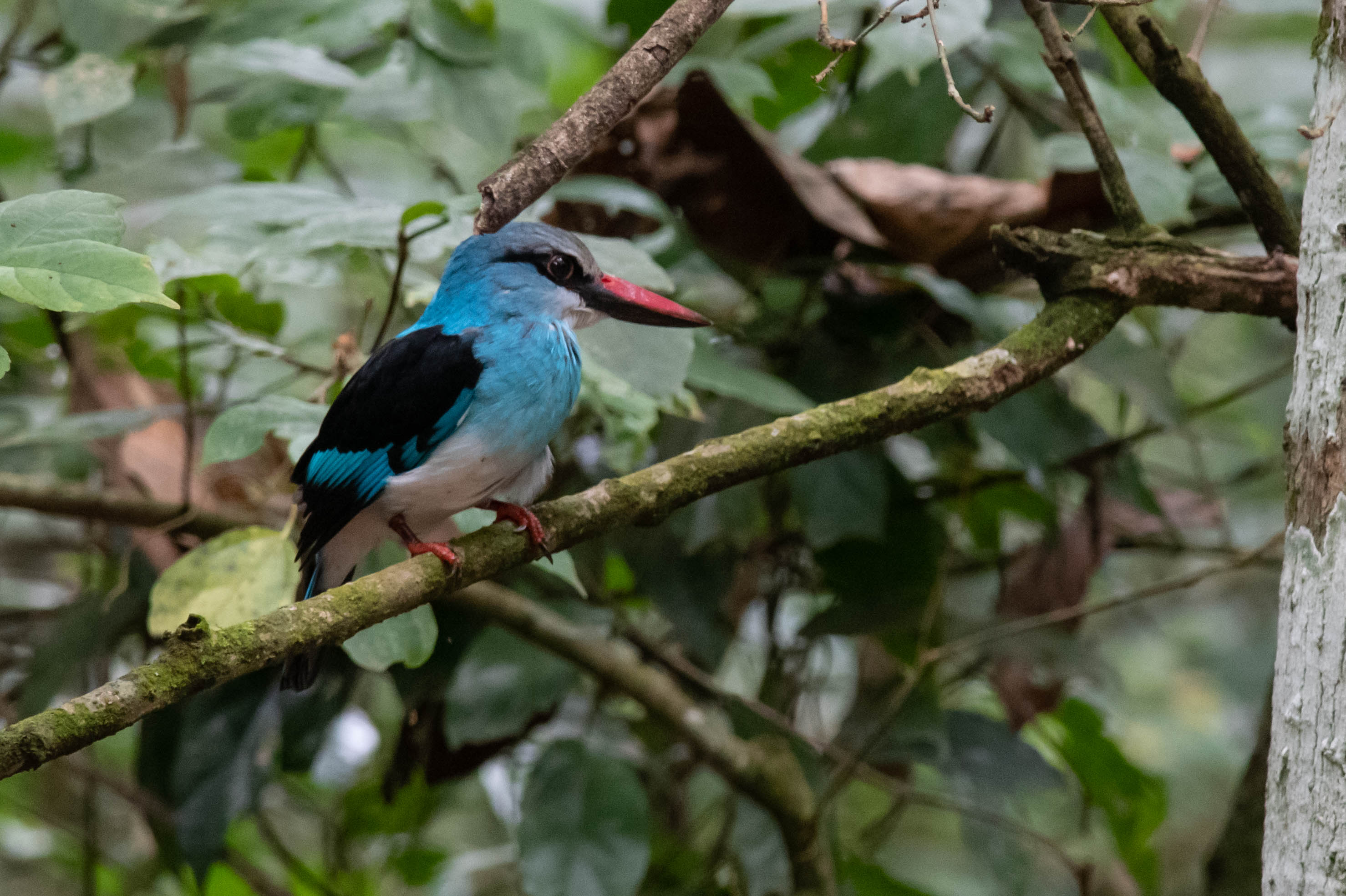 The Rayal mile Birding